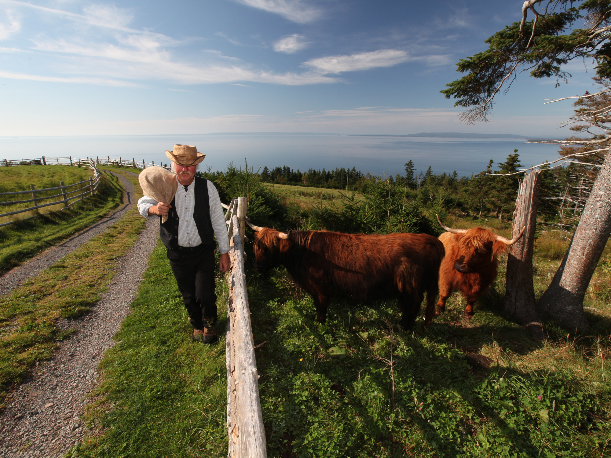 Male costumed interpreter walking past Highland cows.