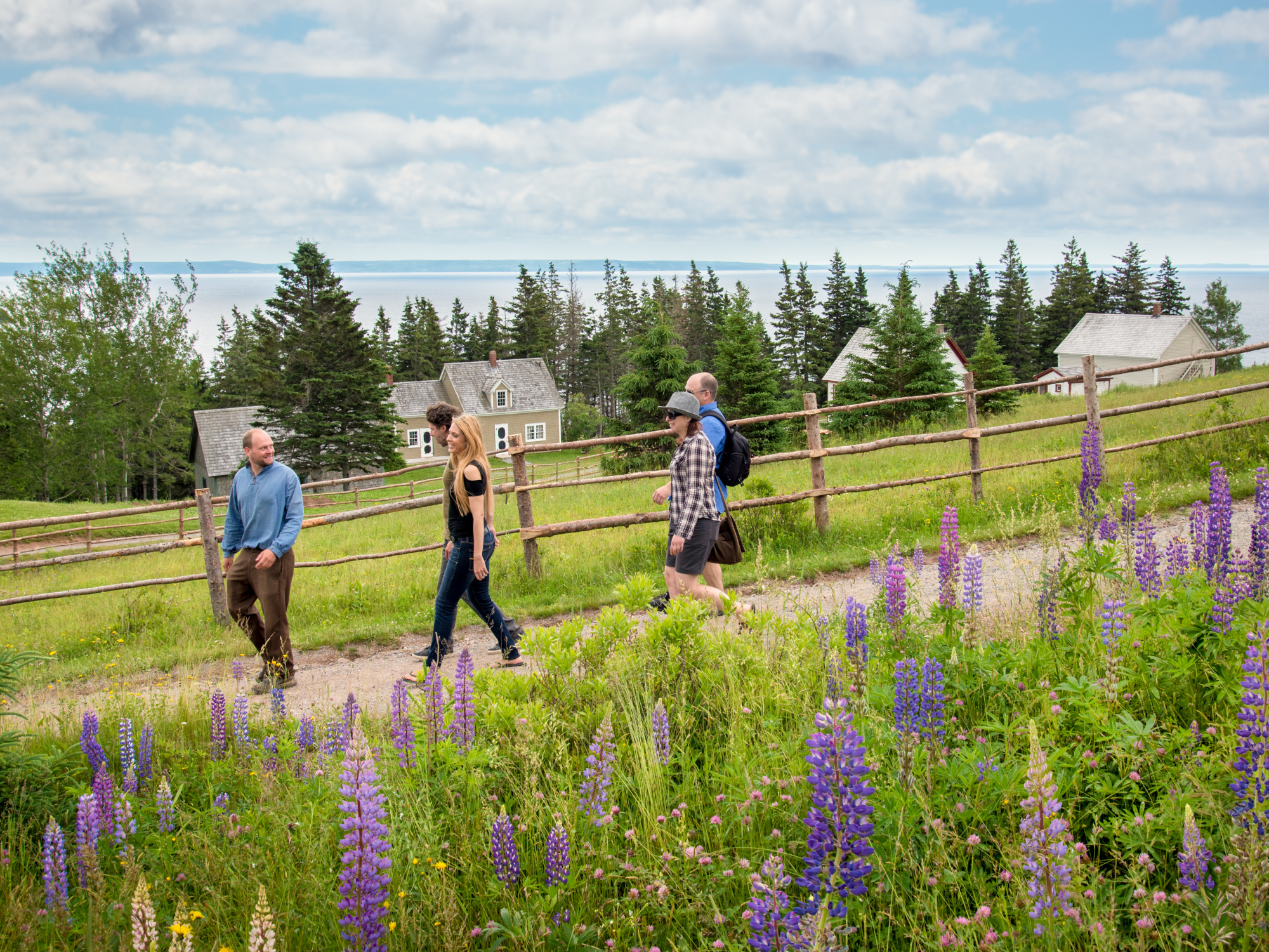 Visitors at Highland Village walling past a field of lupins.